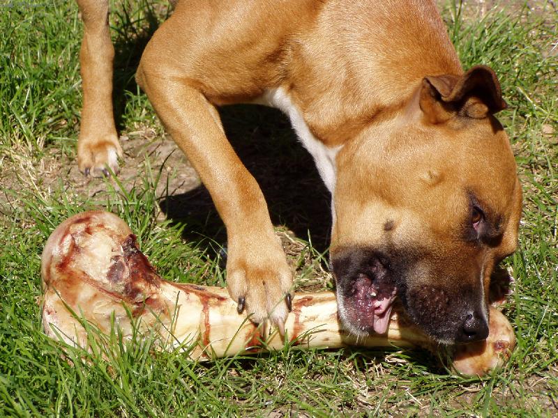 Foto: �ron-To co zbylo z nezvan�ho n�v�t�vn�ka.