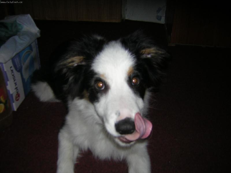 Foto: J��, pamlsek!!!-Kdy� Beauty vidi pamlsek, za�ne se olizovat a prosit :-)