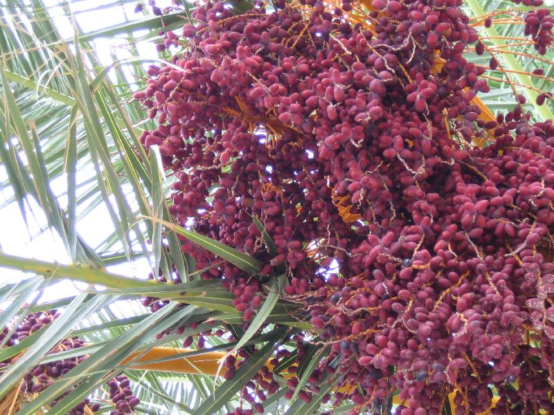 Foto: plody od mo�e-kr�sn� , ale taky chutn�