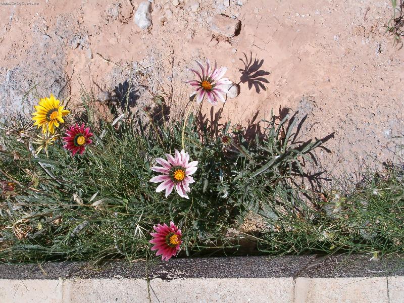 Foto: turecka poulicni kraska-rikejte mi Margarita, turecka kopretina