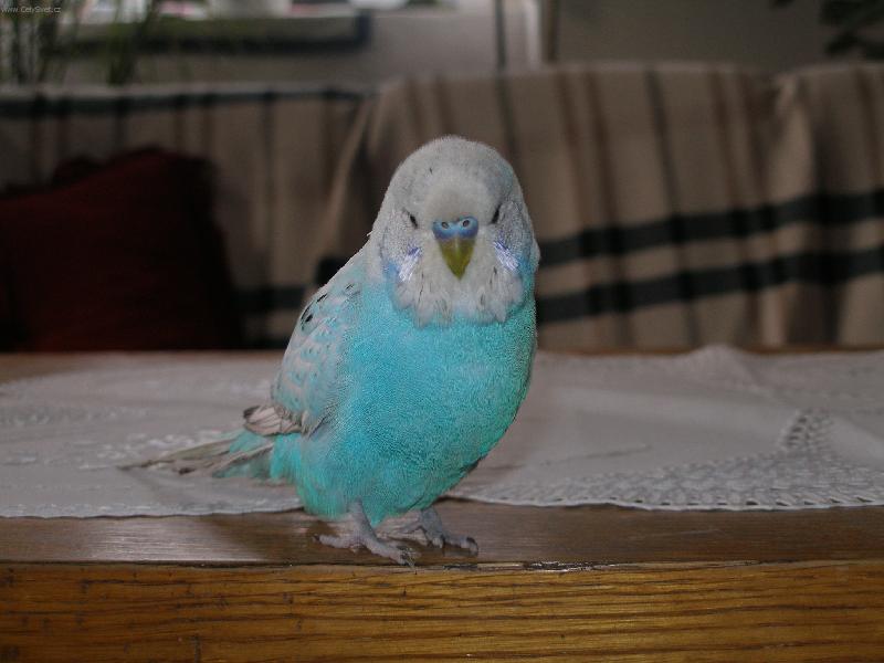 Foto: N� pep��ek