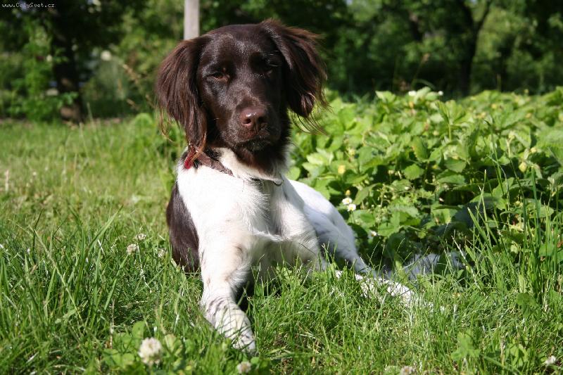 Foto: Nejlep�� veg�� je na zahr�dce