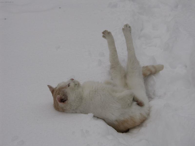 Foto: kul�ek na sn�hu