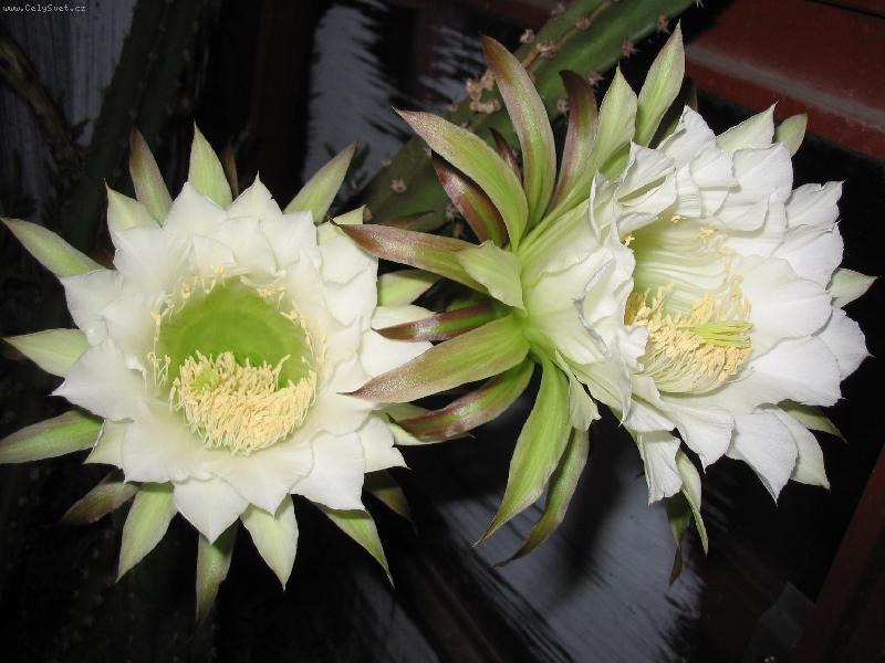 Foto: Kr�lovna noci