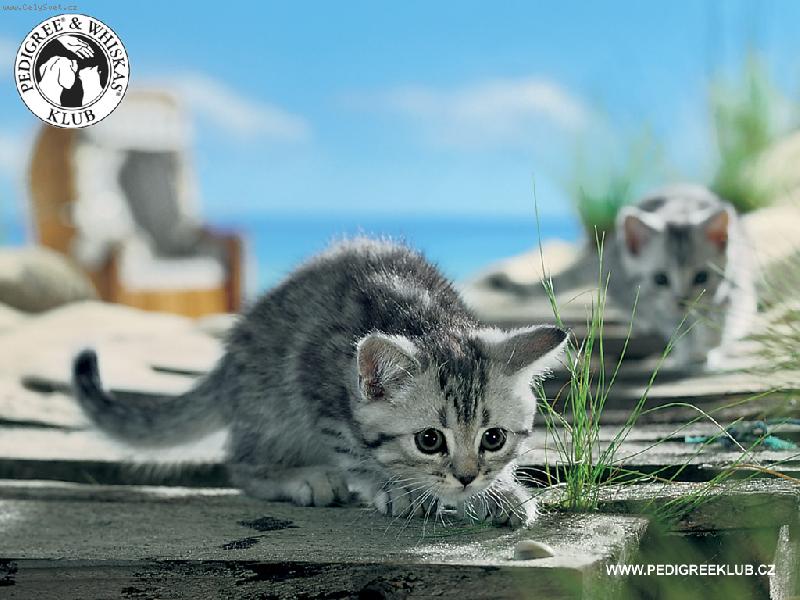 Foto: Micina-kot� z netu