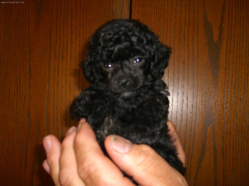 Foto: Pudl toy �ern�-schovej m� do kapsy!