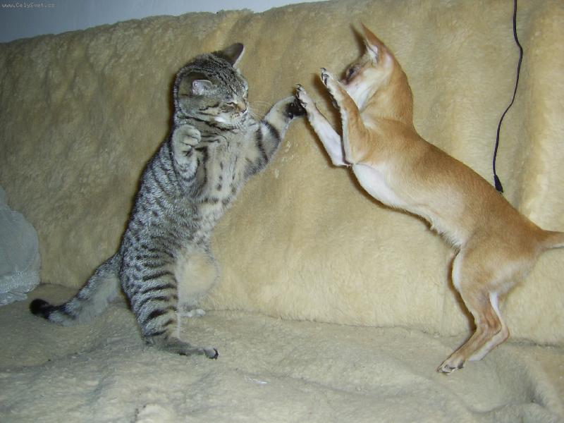 Foto: Tanec-Cht�lo by to je�t� tr�novat...