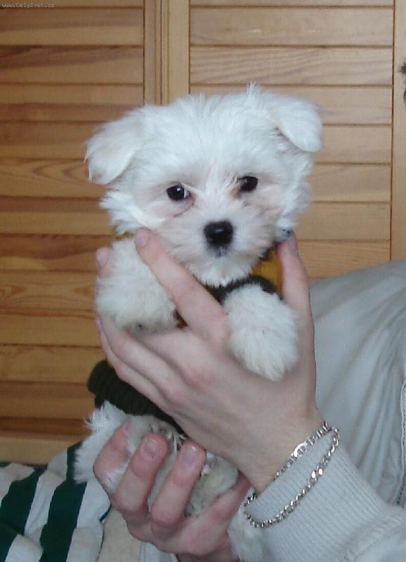 Foto: Malink� Sony-Jak byl n� pejs�nek malink� :-)