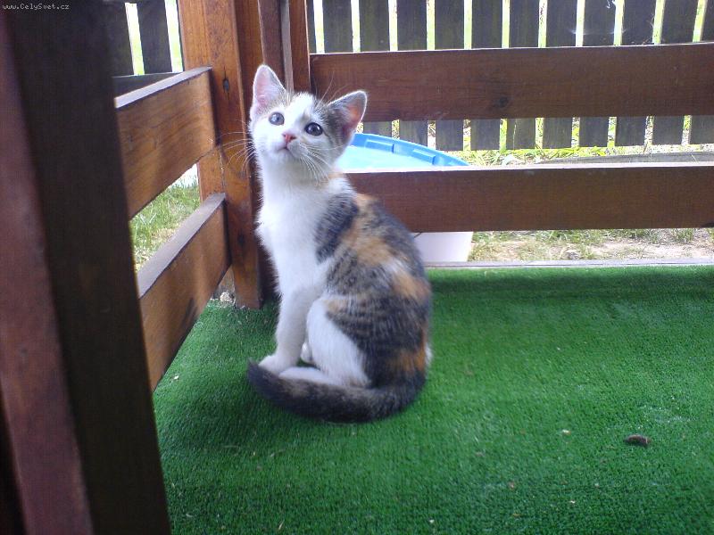 Foto: �mudlinka-�mudla je mal� kot�tko,kter� se ned�vno narodilo,ale u� se m� �ile k sv�tu,se svoj� maminkou Mikinou u� lov� my�ky