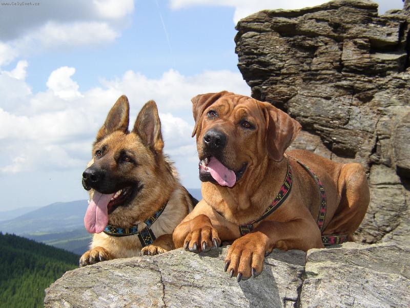 Foto: Jesen�ky-Fanny s Ayschou na vrcholu