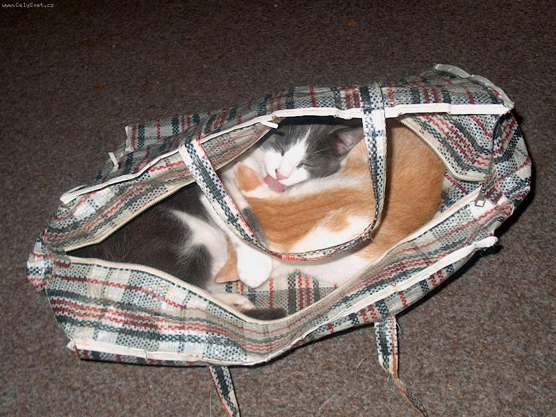 Foto: KOCICKY-�edou a Prost�edn��ek v ta�ce :-)