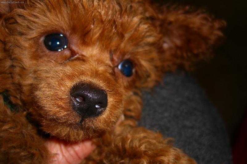 Foto: Pudl toy �erven�, 3m�s. pejsek-co vyvedu te�?