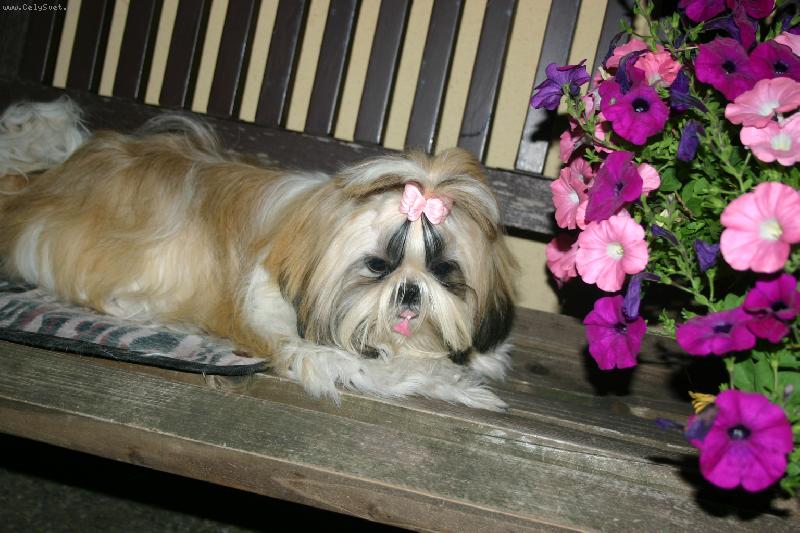 Foto: Baronesse Robin Hood-Nase Baronka