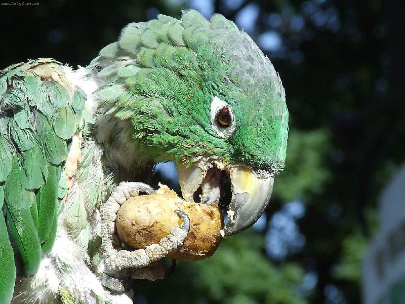 Foto: Papou�ek-Nejde o fotografii z ��dn� exotick� zem� ani ze zoo, tento papou�ek ba�t� brambory ve Smr�ovce v Jizersk�ch hor�ch