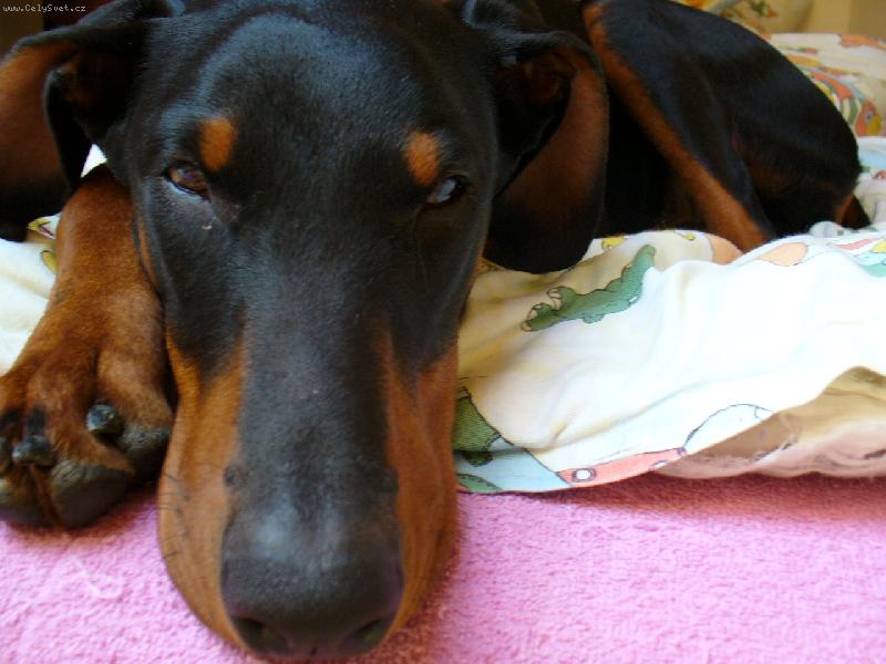 Foto: na�e dobrwoman Viki-nechte m� sp�t