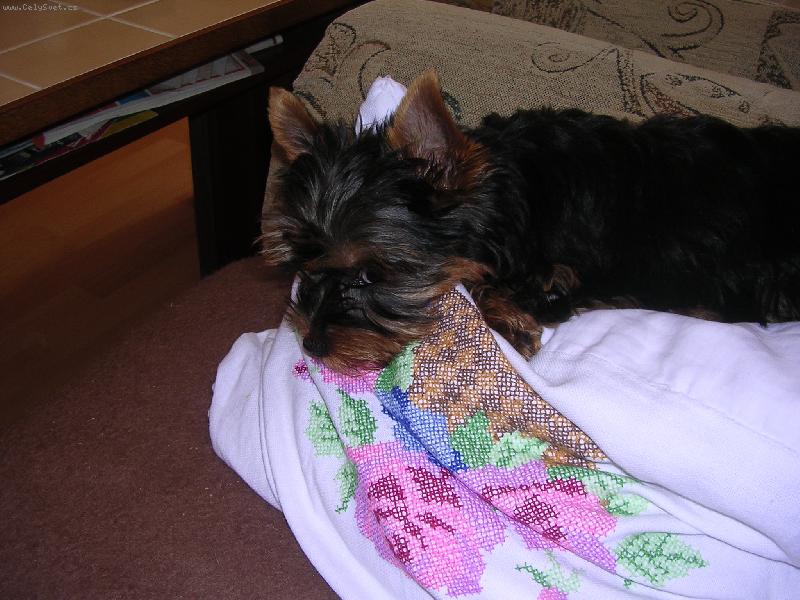 Foto: Spik�-To je muj mazl��ek