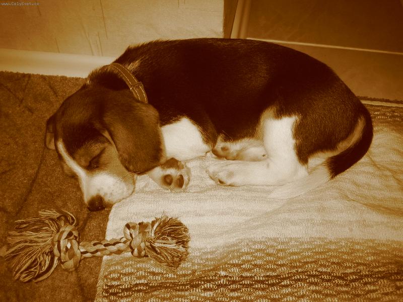 Foto: Monty-Sladk� sny:-*