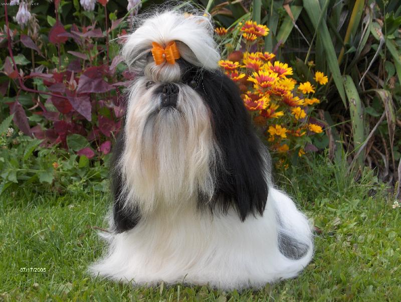Foto: Focen� mn� bav�.-shih-tzu