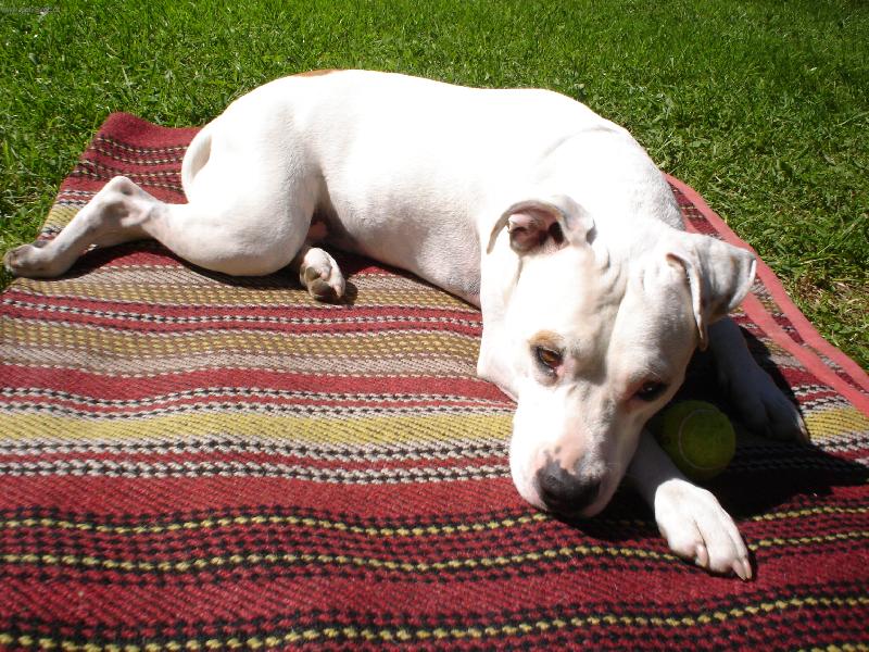 Foto: pane, poj�te si hr�t...-Peggy�ka v Tatr�ch - l�to 2005