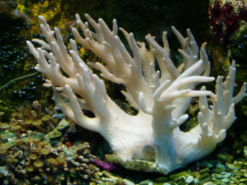 Foto: kor�ly-v akv�riu v Mo�sk�m sv�t� v Praze