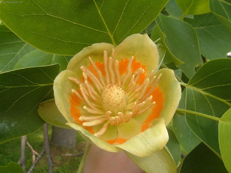 Foto: Nezn�m� kv�tina-Vyfoceno v Zoo Le�n�