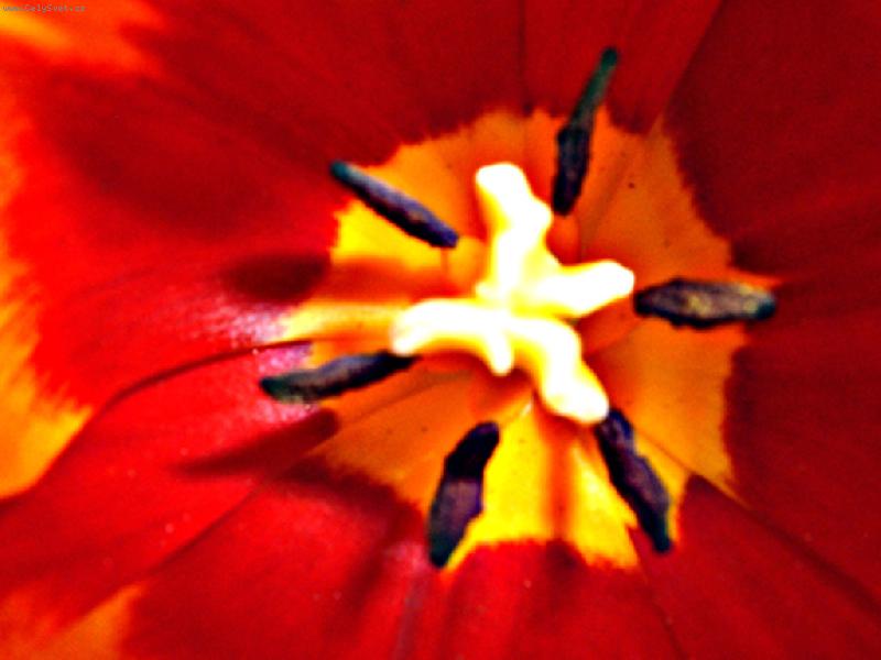 Foto: Tulip�n uvnit�