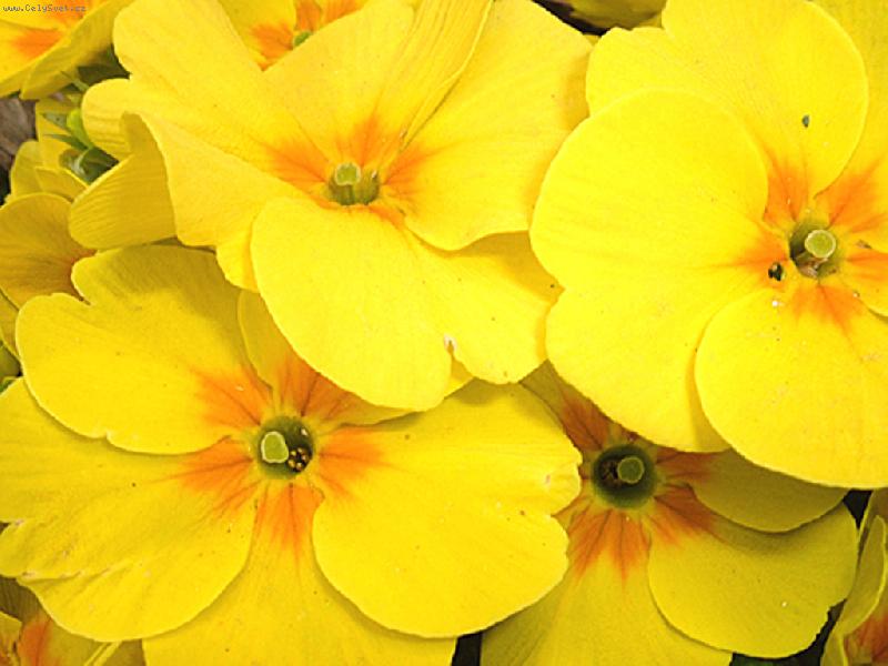 Foto: �lut� primulky