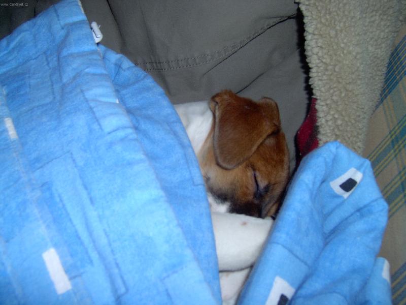 Foto: Trha�-Jo to se hned pozn� loveck� plemeno