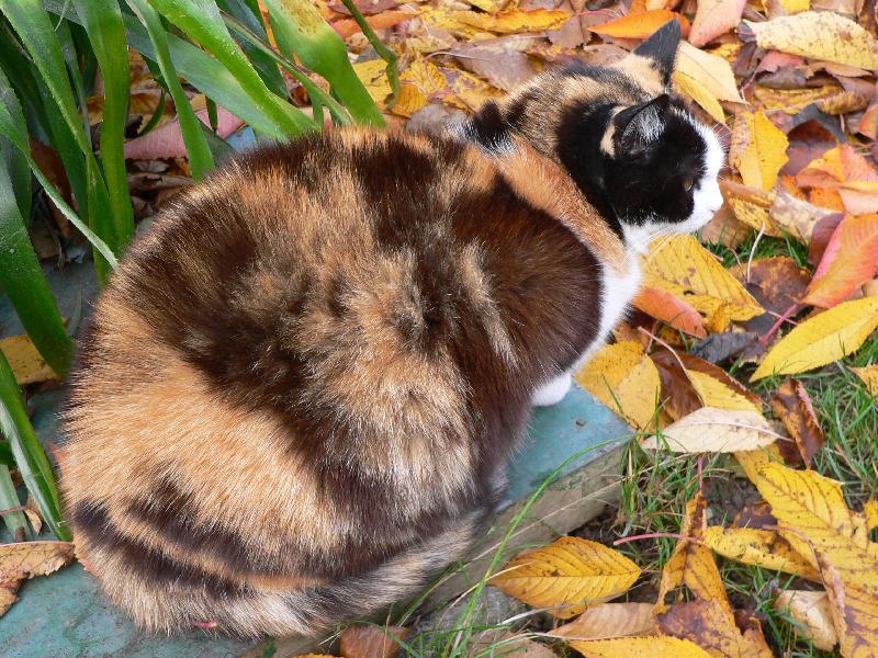 Foto: M�enka-Ko��ek v barv�ch podzimu