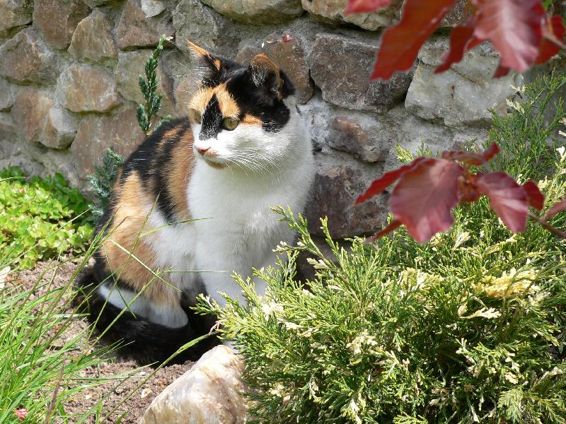 Foto: Berunka-Kone�n� jaro