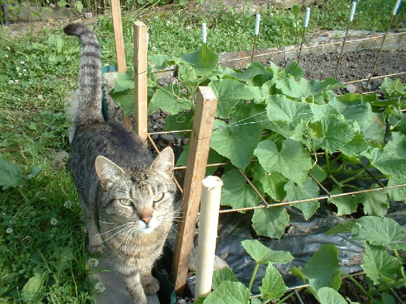 Foto: Na�e ko�ka a rodinn� okurky-Micinka se n�m pustila do okurek