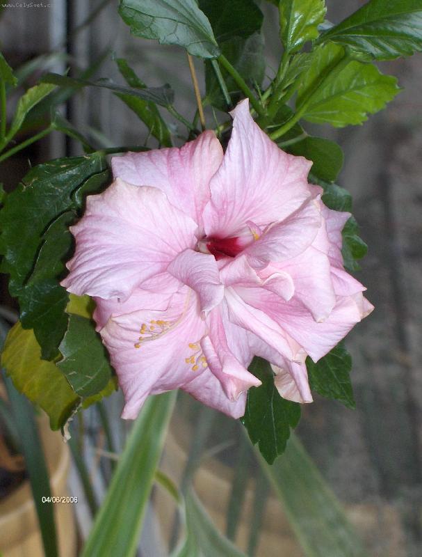 Foto: ibi�ek-detail kv�t