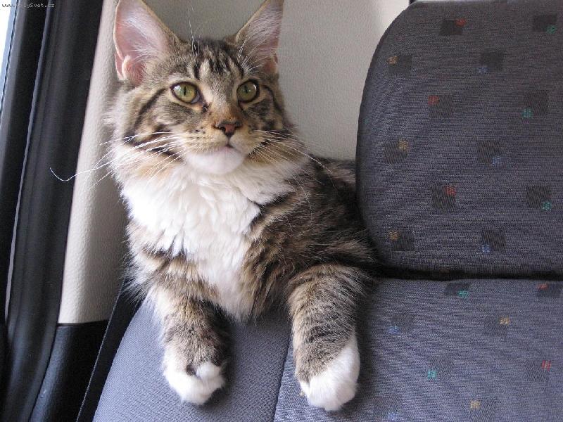 Foto: Maru�ka jede na dovolenou k babi�ce.-Jen kdyby to tak v aut� nedrncalo. Nem��u sp�t:((!