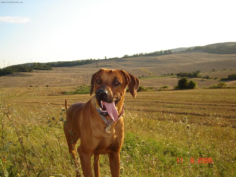 Foto: rhodesky ridgeback-.......