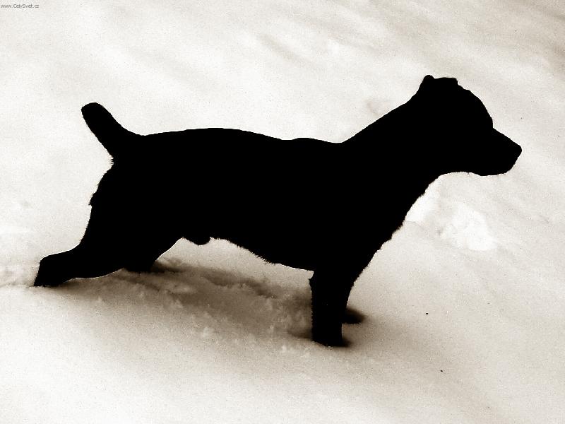 Foto: Alf z Ot�ick�ho lesa-Malink� ��bel