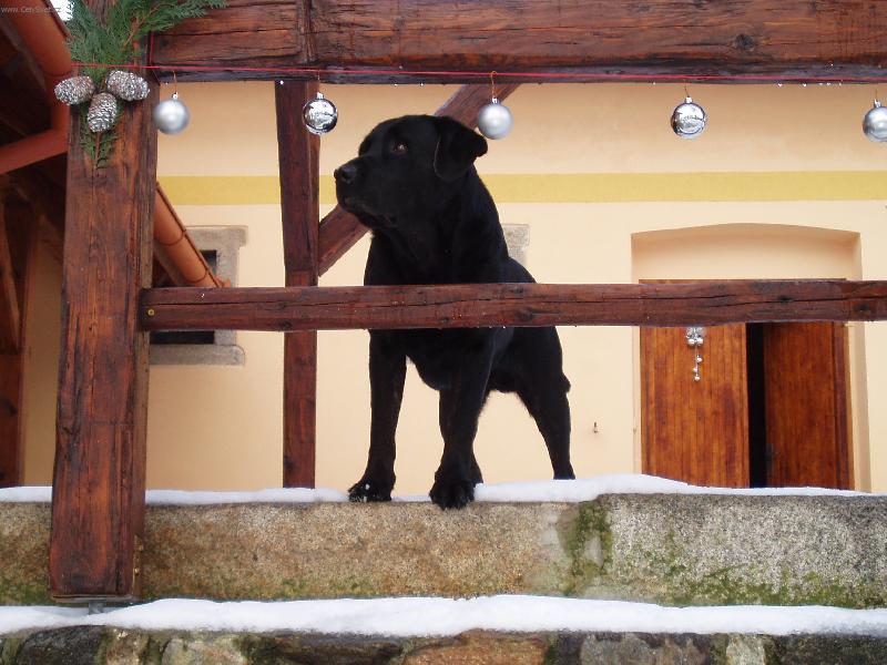 Foto: Argo od Koterovsk�ho ml�na-Vl�dce