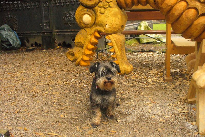 Foto: sv��inka pro draka :-)