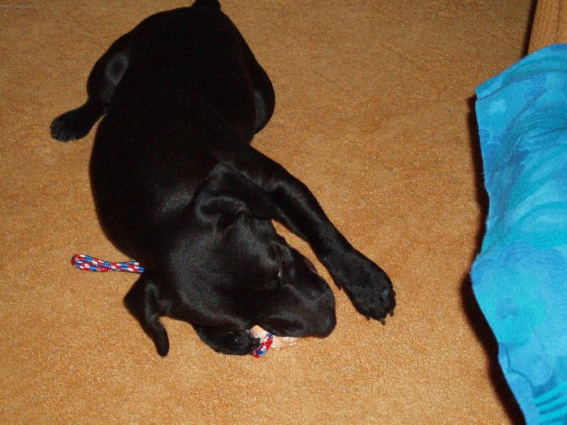 Foto: Alf z Ot�ick�ho lesa-Loveck� pes