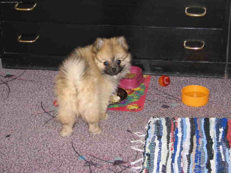 Foto: M�j mil�ek :-)-Co jste mi to zase dali za blaf?