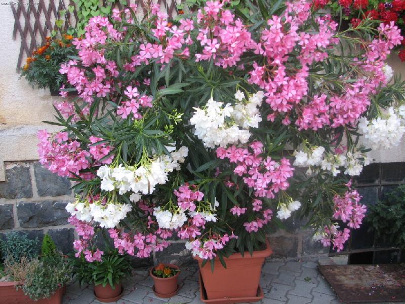 Foto: Oleander r��ov� jednoduch�, b�l� slo�en�