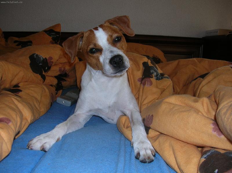 Foto: Milo-Milo relaxuje...