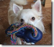 Endy Chomutovsk� Amorek