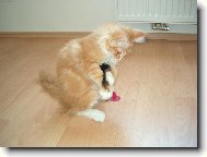 Dostanu t� na lopatky