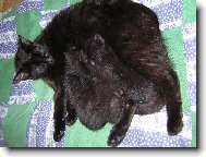 Jeden velk� �ern� flek