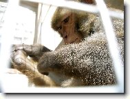 Kr�sn� Kok�nkova no�i�ka