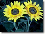 Dvojit� slun��ko..