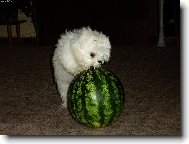 Dvoukilov� Nickolka vs. �estikilov� meloun:)