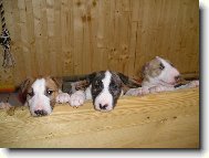 Bullterri��� kluci