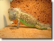 Legu�n zelen� - EDA