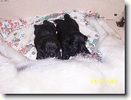 Krmen� drav� zv��e